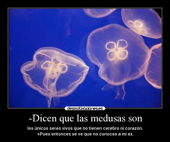 -Dicen que las medusas son - los únicos seres vivos que no tienen cerebro ni corazón.
+Pues entonces se ve que no conoces a mi ex.