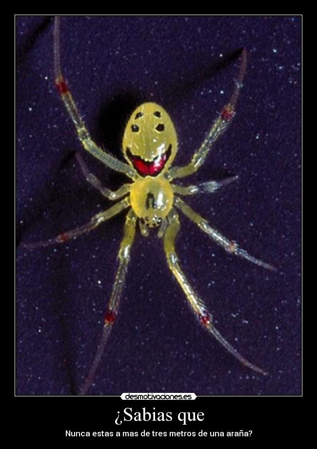 ¿Sabias que - Nunca estas a mas de tres metros de una araña?