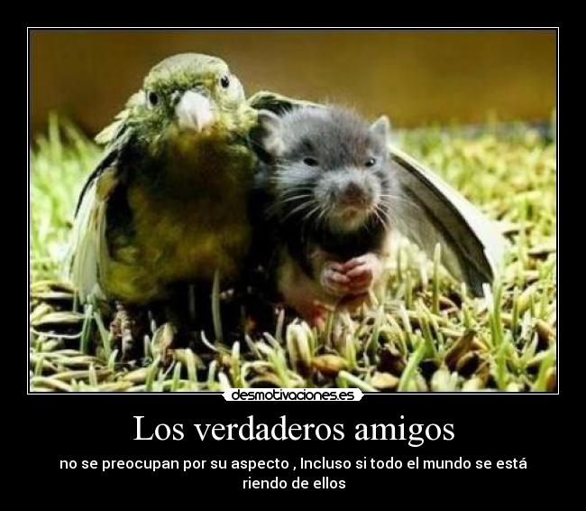 Los verdaderos amigos -