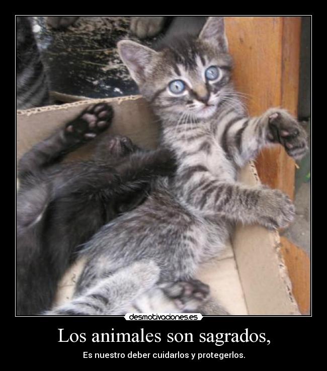 carteles animales encanta desmotivaciones