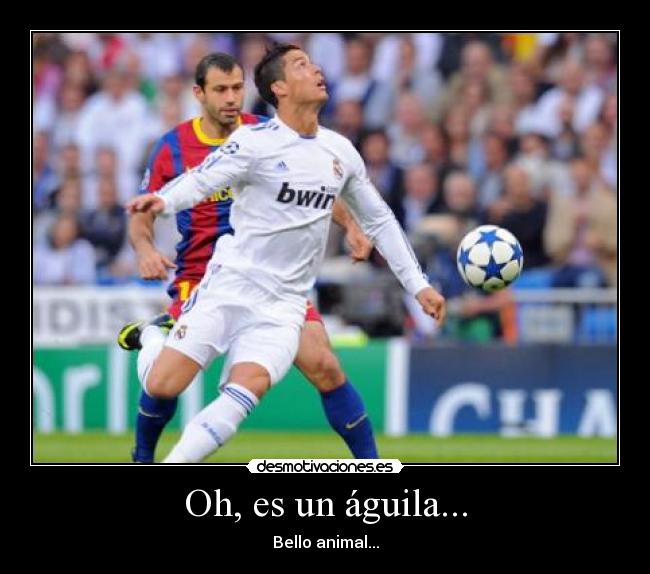 Oh, es un águila... - 