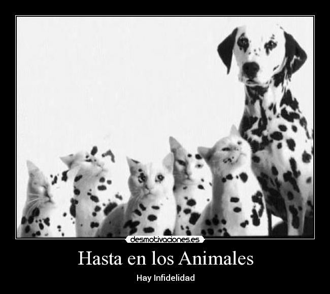 Hasta en los Animales - Hay Infidelidad