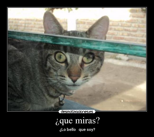 ¿que miras? -
