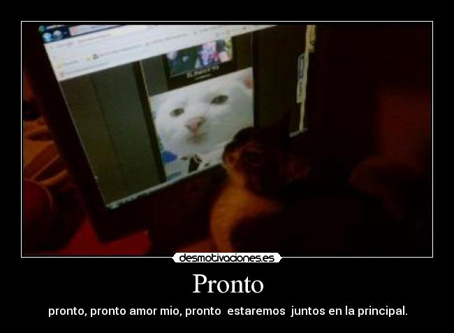 Pronto - 