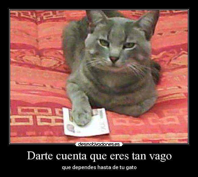 carteles gatosde casa desmotivaciones