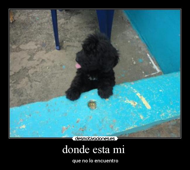 donde esta mi - que no lo encuentro