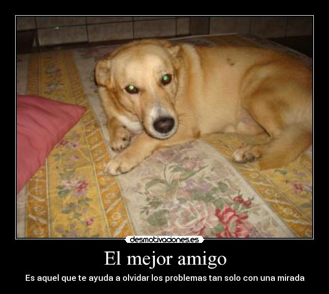 El mejor amigo - Es aquel que te ayuda a olvidar los problemas tan solo con una mirada