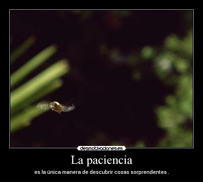 La paciencia - es la única manera de descubrir cosas sorprendentes .