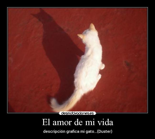 El amor de mi vida - descripción grafica mi gato...(Duster)