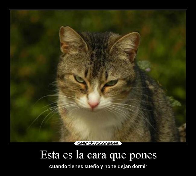 Esta es la cara que pones - 