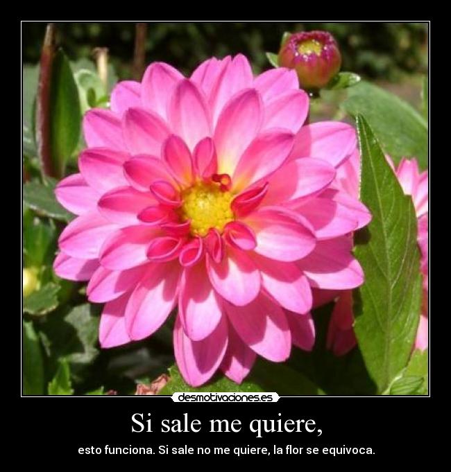 Si sale me quiere, - esto funciona. Si sale no me quiere, la flor se equivoca.