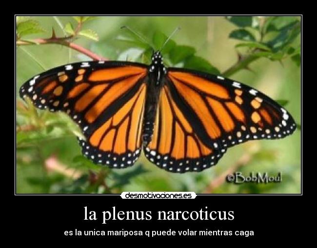 la plenus narcoticus - es la unica mariposa q puede volar mientras caga