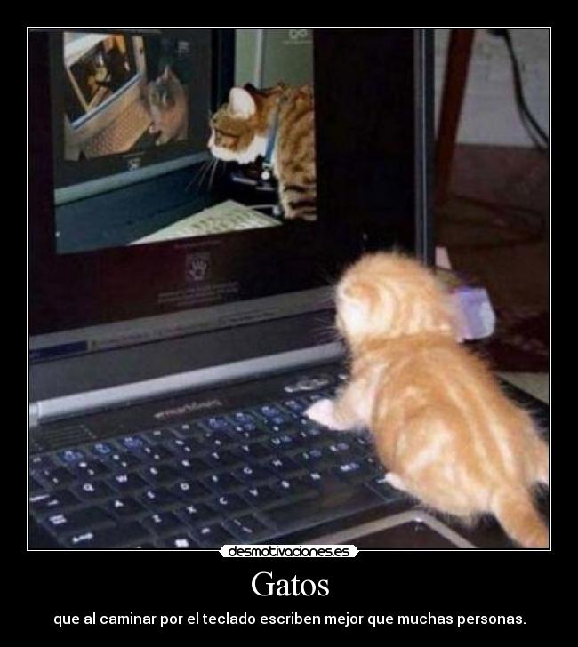 Gatos - que al caminar por el teclado escriben mejor que muchas personas.