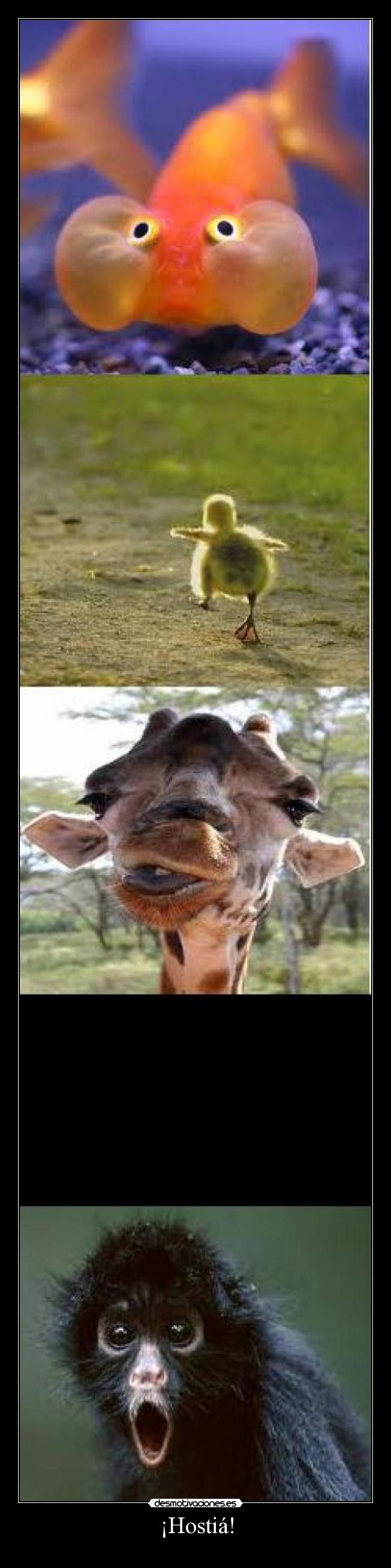 ¡Hostiá! -
