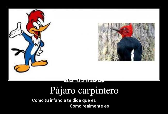 Pájaro carpintero -