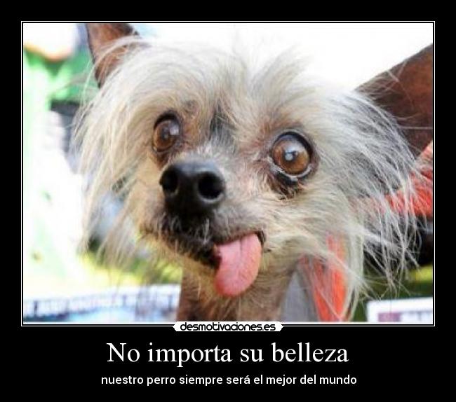 No importa su belleza - nuestro perro siempre será el mejor del mundo