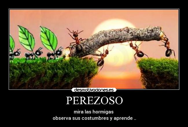 PEREZOSO - mira las hormigas
observa sus costumbres y aprende ..