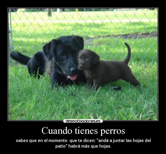 Cuando tienes perros - sabes que en el momento  que te dicen: andá a juntar las hojas del
patio habrá más que hojas.