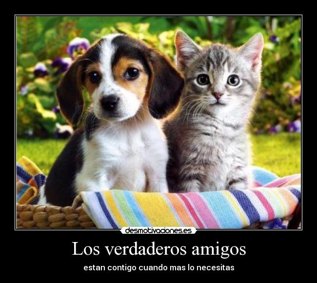 Los verdaderos amigos - estan contigo cuando mas lo necesitas