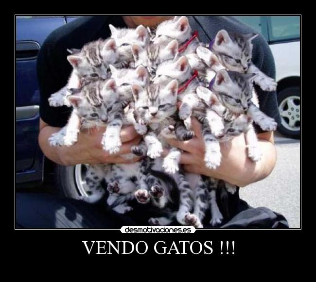 VENDO GATOS !!! -