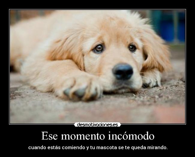 Ese momento incómodo - cuando estás comiendo y tu mascota se te queda mirando.