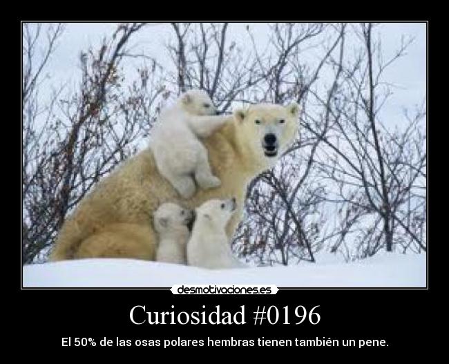 Curiosidad #0196 - 