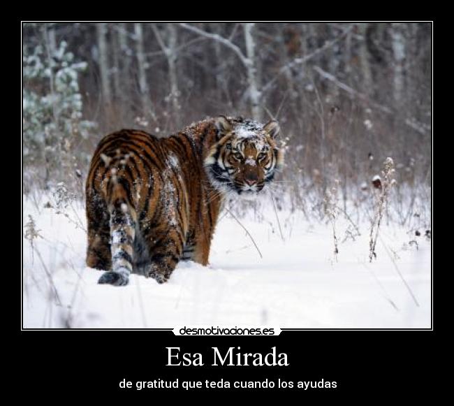 Esa Mirada - de gratitud que teda cuando los ayudas