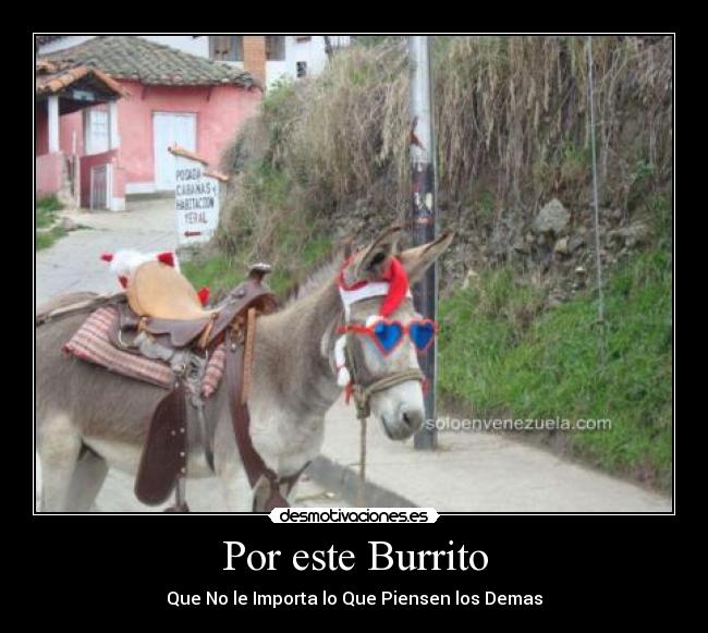 Por este Burrito - Que No le Importa lo Que Piensen los Demas
