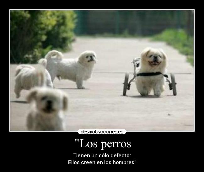 Los perros -