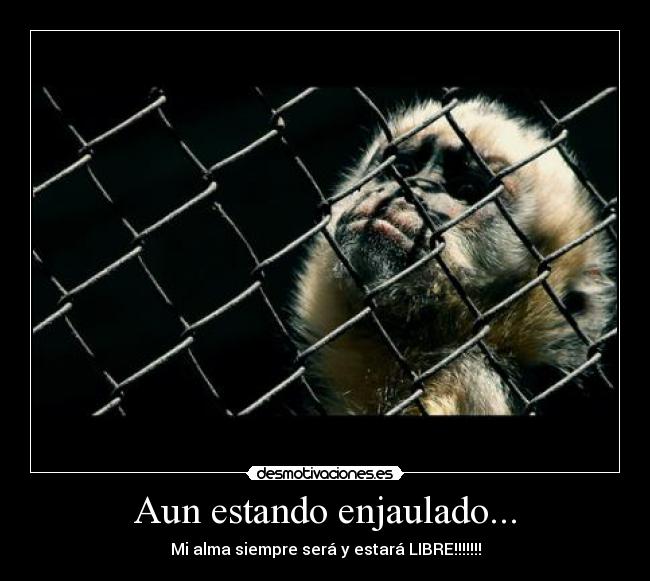 carteles mimus sapiens desmotivaciones