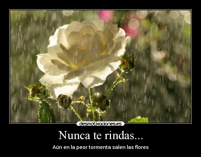 Nunca te rindas... -