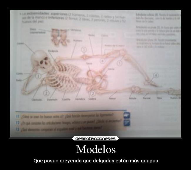 Modelos -