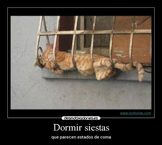 carteles dormir siesta coma desmotivaciones