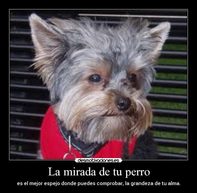 La mirada de tu perro - es el mejor espejo donde puedes comprobar, la grandeza de tu alma.