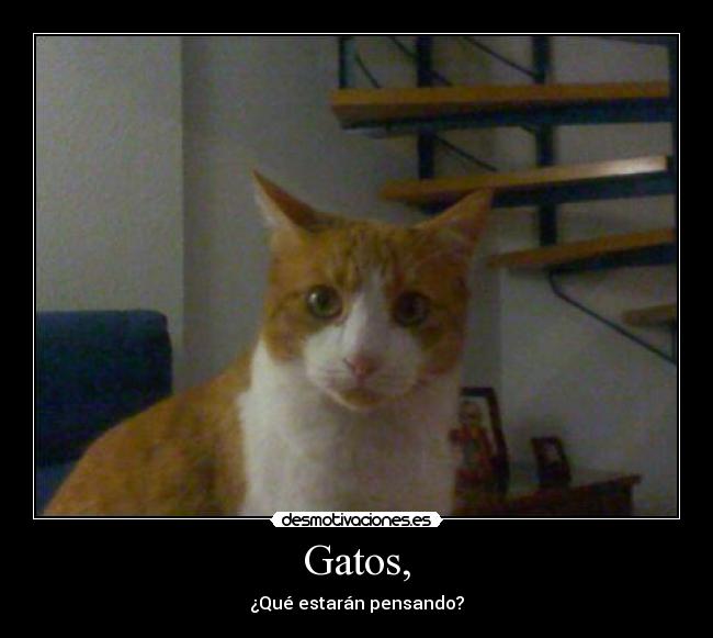 Gatos, - 