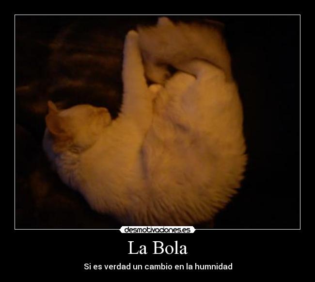 carteles gato desmotivaciones