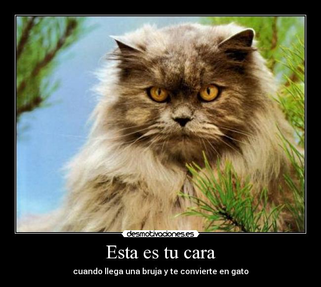 Esta es tu cara - cuando llega una bruja y te convierte en gato