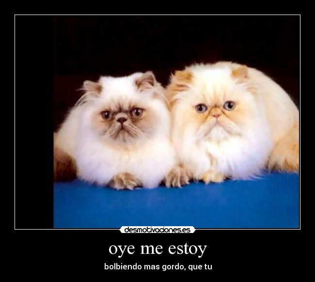 oye me estoy - bolbiendo mas gordo, que tu