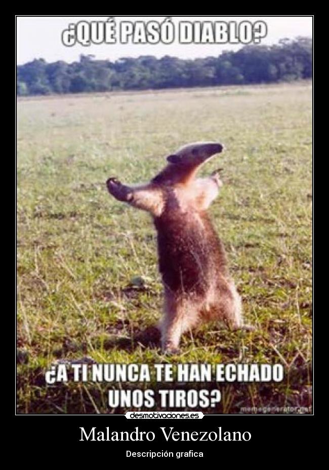 Malandro Venezolano - Descripción grafica