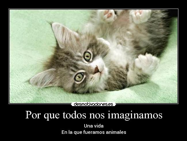 Por que todos nos imaginamos - Una vida
En la que fueramos animales