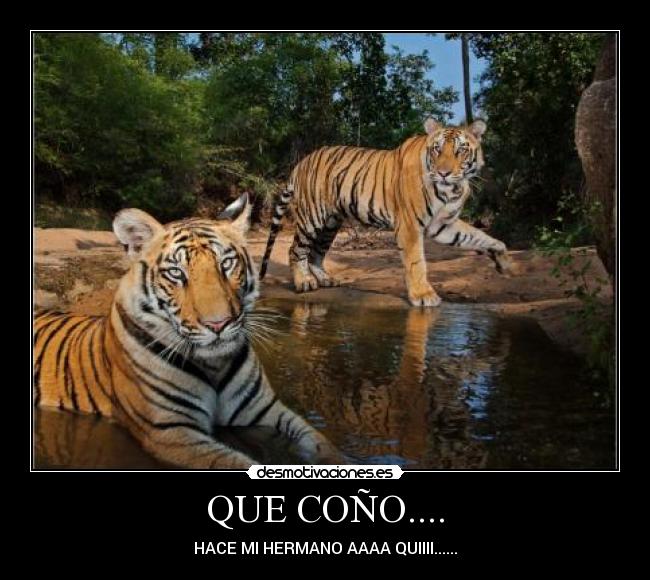 QUE COÑO.... - HACE MI HERMANO AAAA QUIIII......