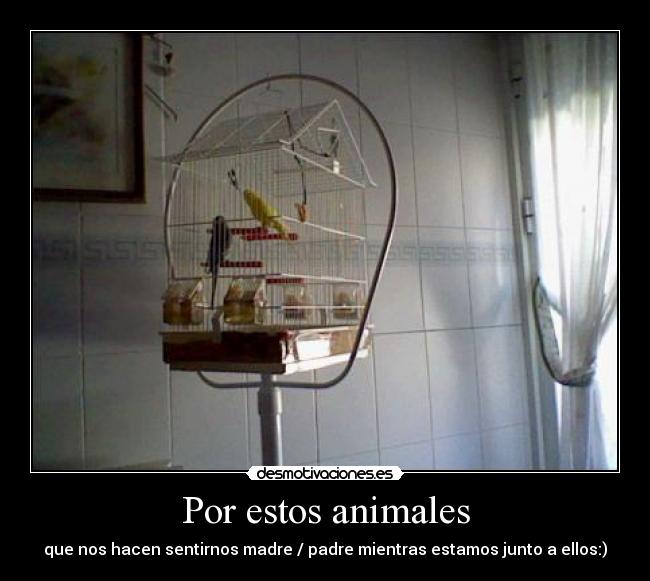 Por estos animales -