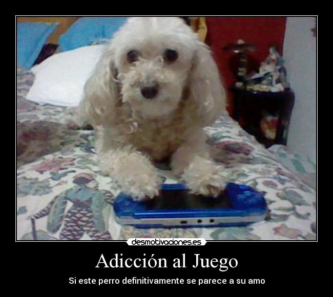 Adicción al Juego - Si este perro definitivamente se parece a su amo