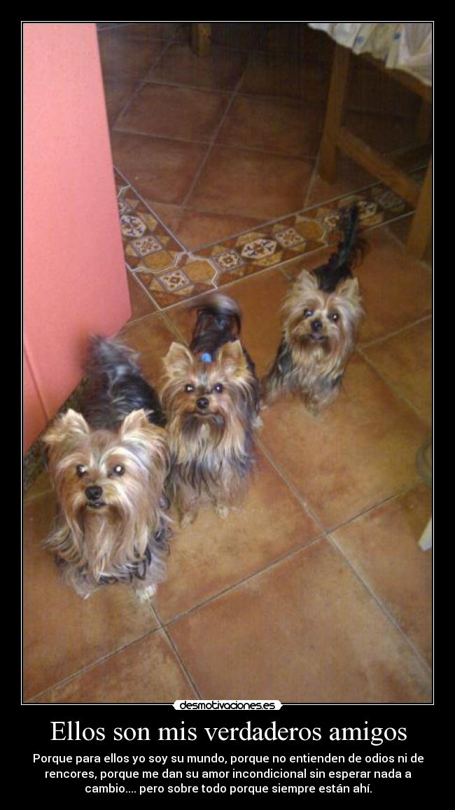 Ellos son mis verdaderos amigos - Porque para ellos yo soy su mundo, porque no entienden de odios ni de
rencores, porque me dan su amor incondicional sin esperar nada a
cambio.... pero sobre todo porque siempre están ahí.