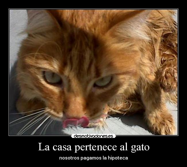 carteles casa gato desmotivaciones