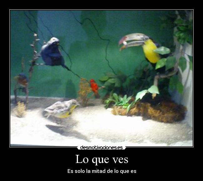 Lo que ves -