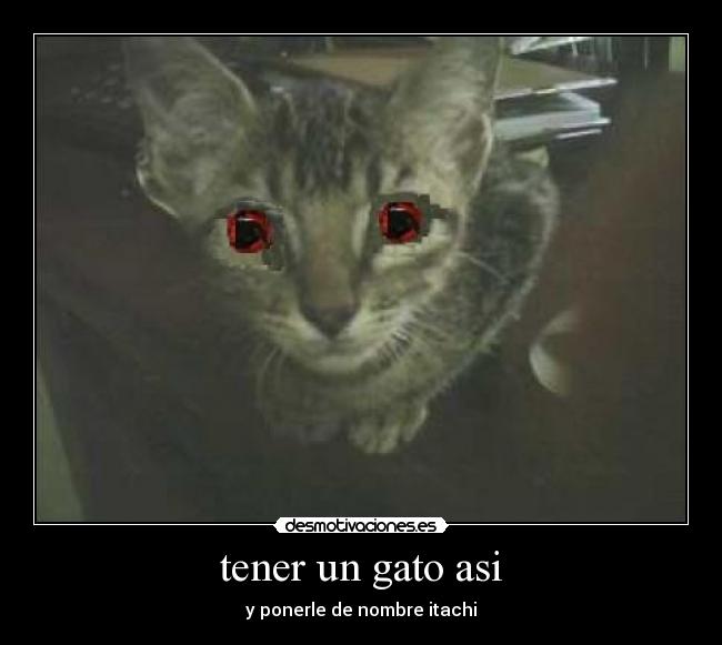 tener un gato asi - 