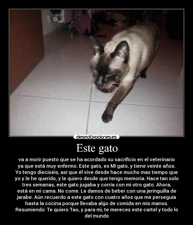 Este gato - 