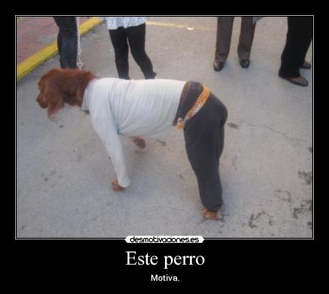 Este perro - Motiva.