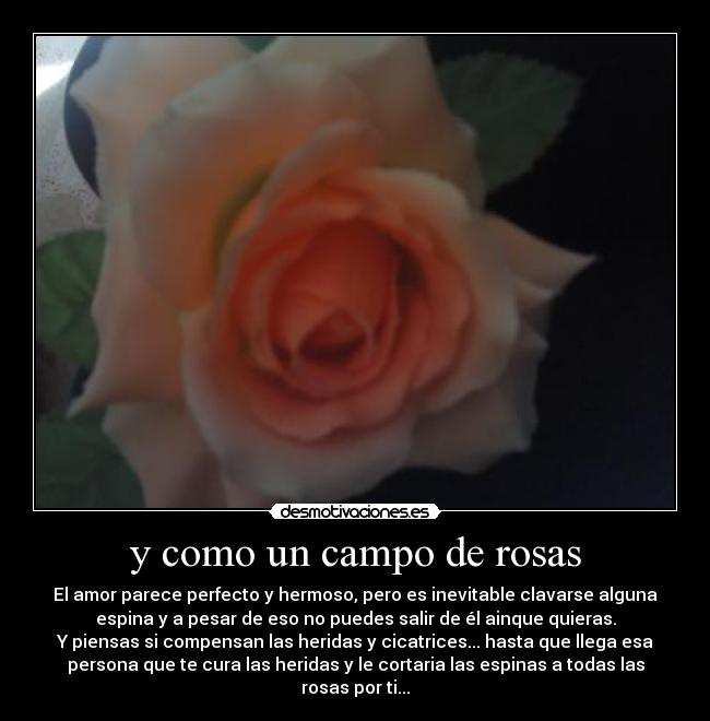 y como un campo de rosas - El amor parece perfecto y hermoso, pero es inevitable clavarse alguna
espina y a pesar de eso no puedes salir de él ainque quieras.
Y piensas si compensan las heridas y cicatrices... hasta que llega esa
persona que te cura las heridas y le cortaria las espinas a todas las
rosas por ti...